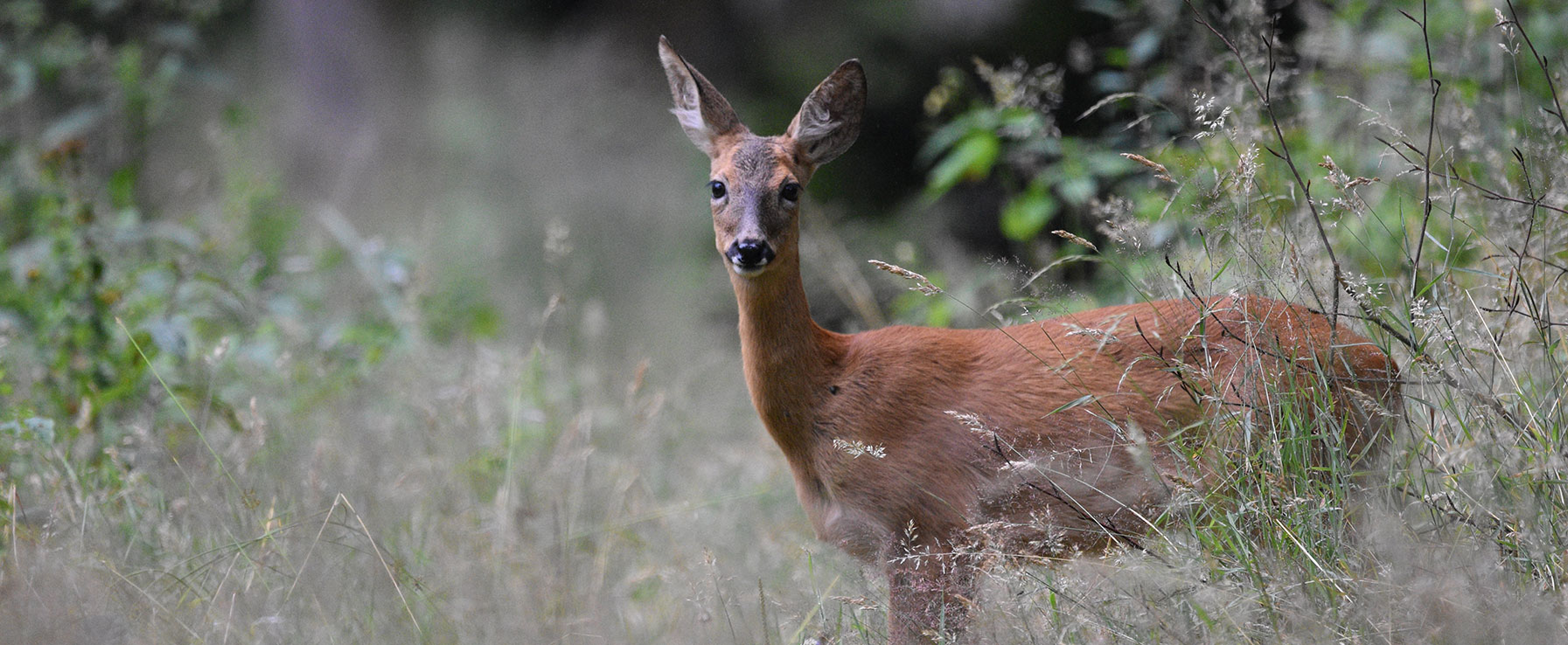 Jagd schützt, Jagd nützt